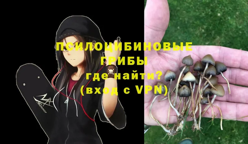 Галлюциногенные грибы Psilocybe  Заринск 